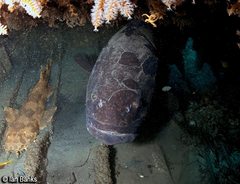 Epinephelus lanceolatus