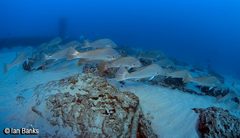 Argyrosomus japonicus