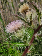Cirsium horridulum megacanthum