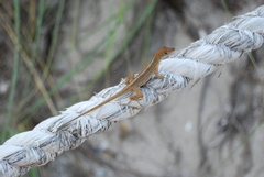 Anolis sagrei