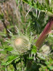 Cirsium horridulum megacanthum