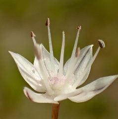 Allium marvinii