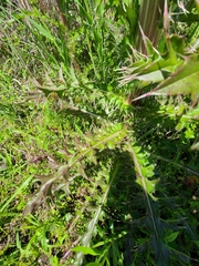 Cirsium horridulum megacanthum