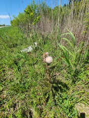 Cirsium horridulum megacanthum