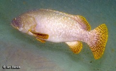 Epinephelus lanceolatus