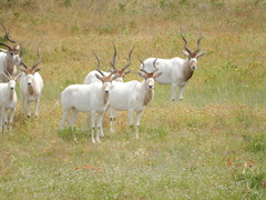 Addax nasomaculatus