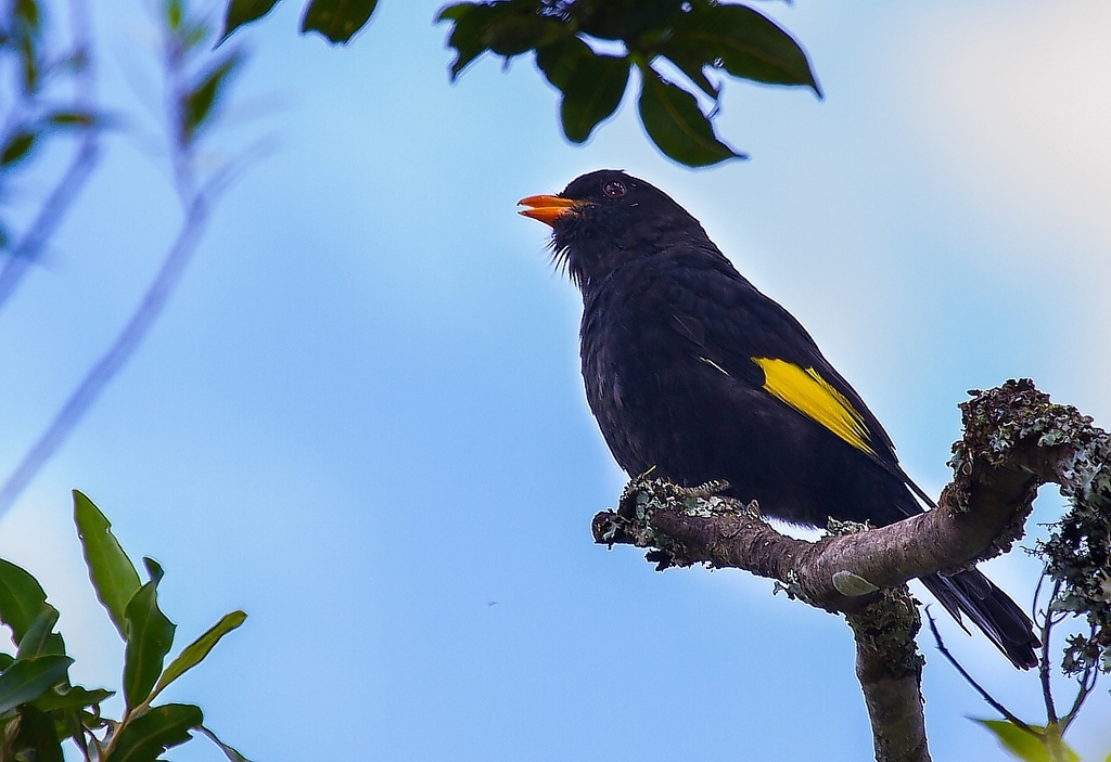 Black-and-gold Cotinga (Lipaugus ater) photo
