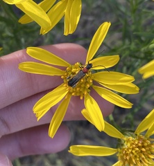 Callimoxys fuscipennis