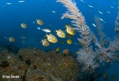 Cleidopus gloriamaris