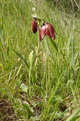 Fritillaria biflora biflora