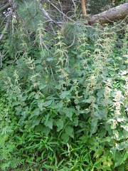 Urtica dioica dioica