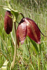 Fritillaria biflora biflora