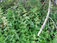 Urtica dioica dioica