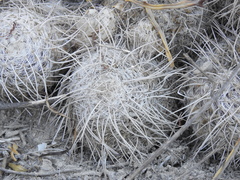 Mammillaria parkinsonii