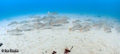 Argyrosomus japonicus
