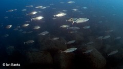 Scomberoides tol