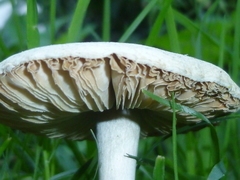 Fungi