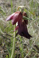 Fritillaria biflora biflora