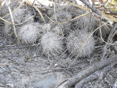 Mammillaria parkinsonii