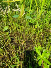 Lilaeopsis carolinensis