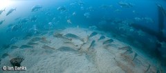 Argyrosomus japonicus