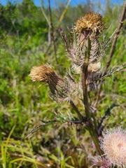 Cirsium horridulum megacanthum