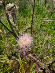 Cirsium horridulum megacanthum