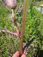 Cirsium horridulum megacanthum