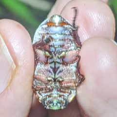 Anoplostethus roseus