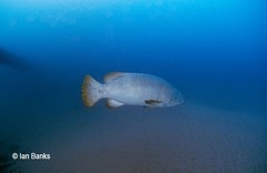 Epinephelus lanceolatus