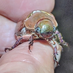 Anoplostethus roseus