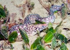 Gymnothorax cribroris