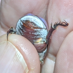 Anoplostethus roseus