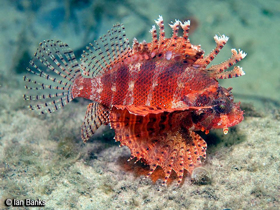 Photo of Shortfin lionfish (Dendrochirus brachypterus)