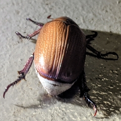 Anoplostethus roseus
