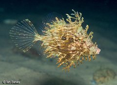 Chaetodermis penicilligerus