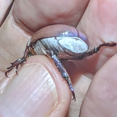 Anoplostethus roseus