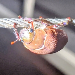 Anoplostethus roseus