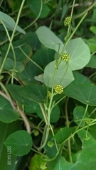 Stephania cephalantha