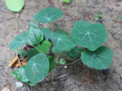 Stephania cephalantha