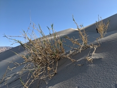 Swallenia alexandrae