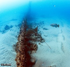 Epinephelus lanceolatus