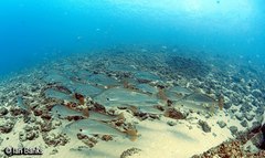 Argyrosomus japonicus