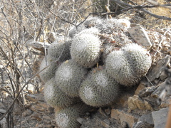 Mammillaria parkinsonii
