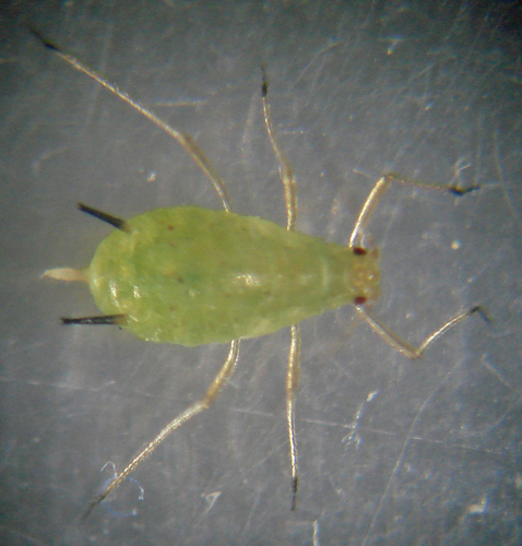 English Grain Aphid photo 3