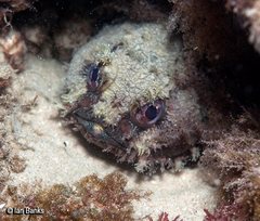 Halophryne queenslandiae