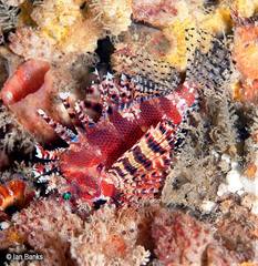 Dendrochirus brachypterus