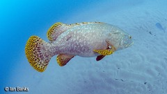 Epinephelus lanceolatus