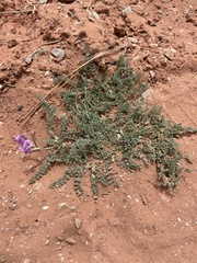 Astragalus zionis