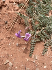 Astragalus zionis